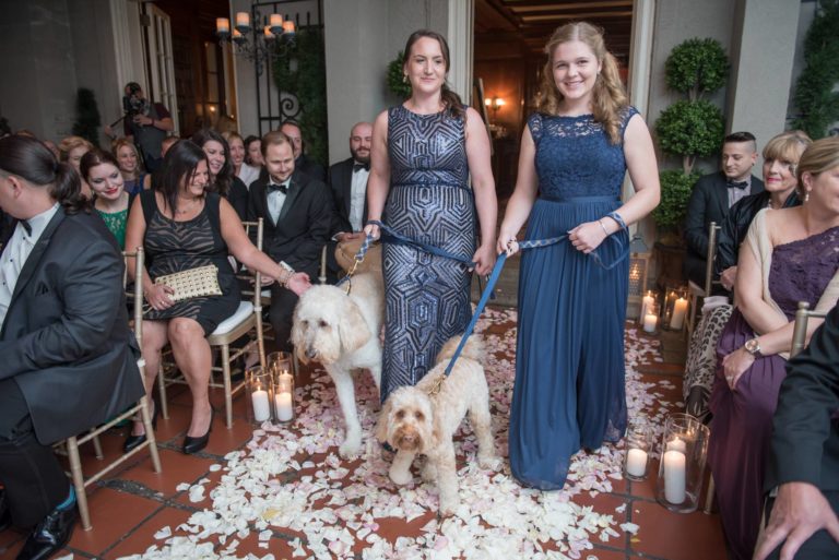 Wedding party walks dogs down the aisle at a wedding at Lord Thompson Manor in Thompson CT