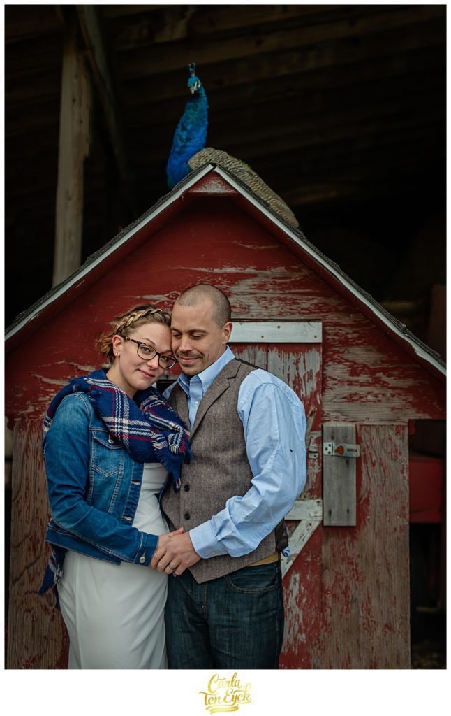 Bride and groom cuddle at their rustic wedding at Cold Spring Farm in Colchester CT with a peacock.