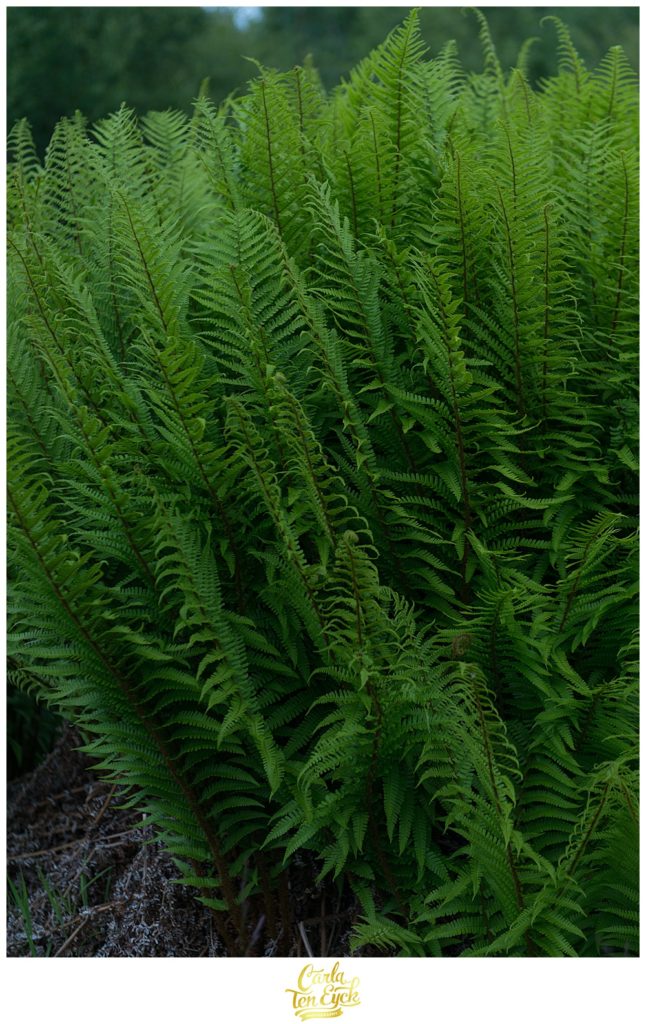 Lush green ferns on the ground of Mount Stuart Castle on the Isle of Bute Scotland