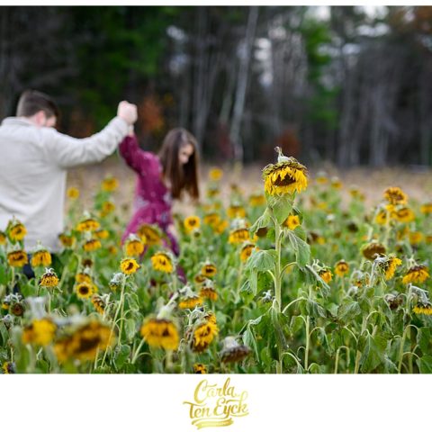 Couple walks through a sunflower field at their engagement session at Valley View Farms in Haydenville MA