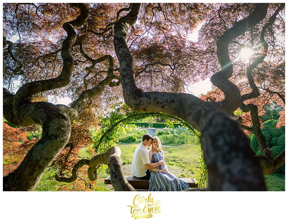 A couple poses near the Japanese maple during their Harkness maternity session at Harkness Park, Waterford CT